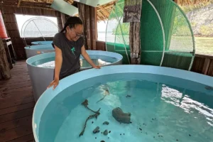 Misi Kembalikan Zebra Shark ke Raja Ampat: Program Pelepasliaran dan Repopulasi Dimulai