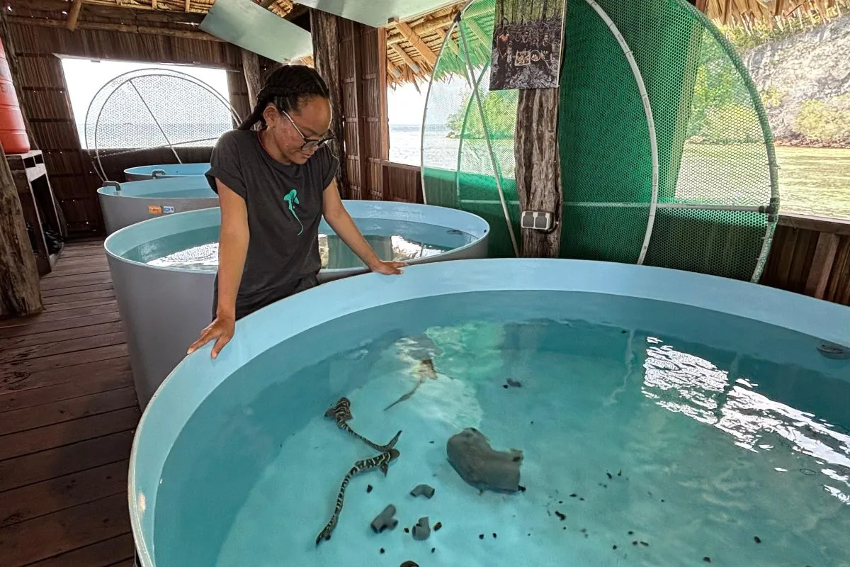 pelepasliaran zebra shark Raja Ampat